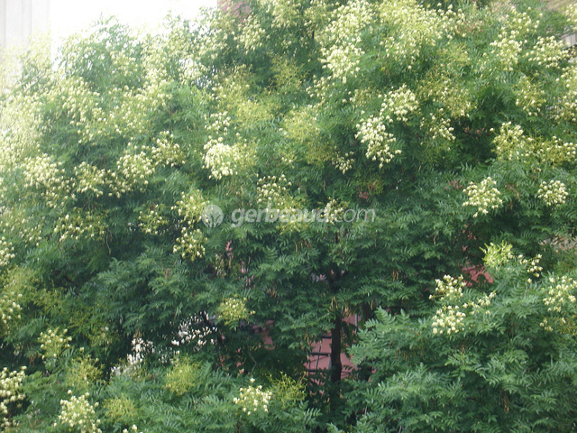 Sophora japonica en fleurs