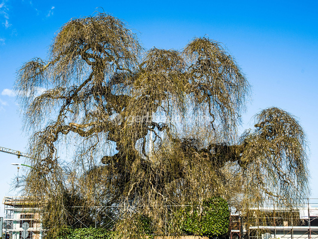 Sophora japonica pendula