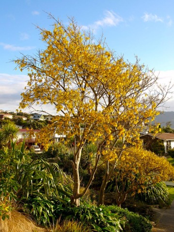 Sophora microphylla