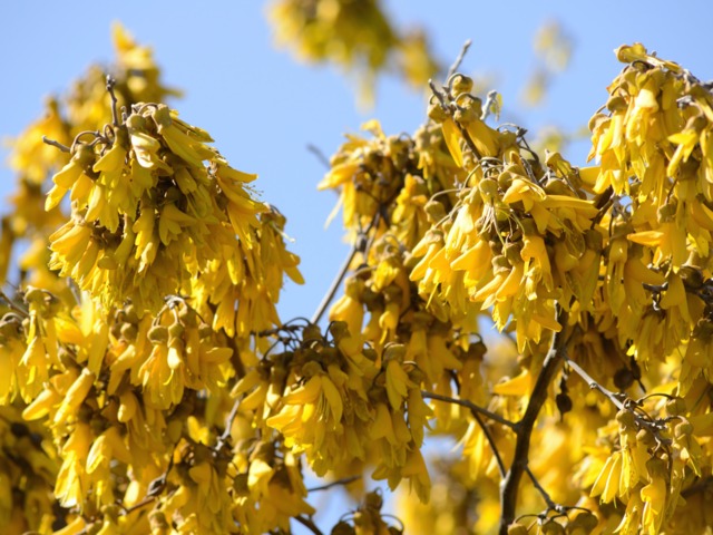 Sophora microphylla : fleurs