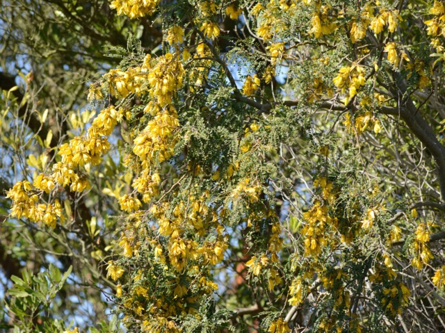 Sophora microphylla : fleurs et feuillage