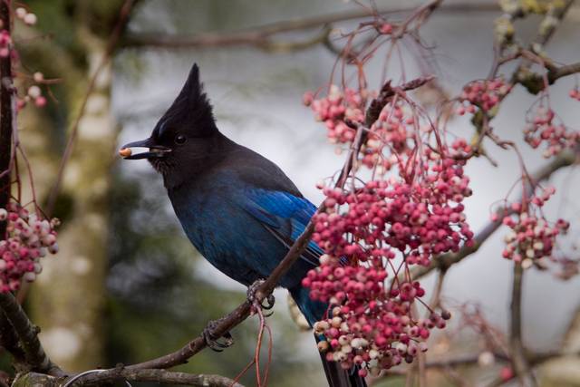 Sorbus hupehensis : baies appréciées des oiseaux