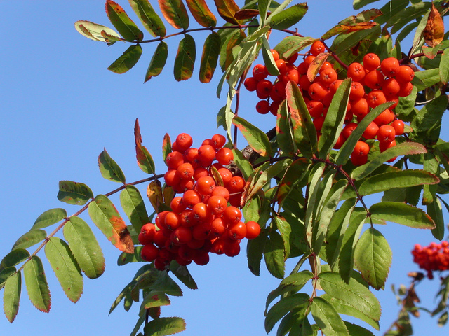 Baies de sorbier - Sorbus aucuparia