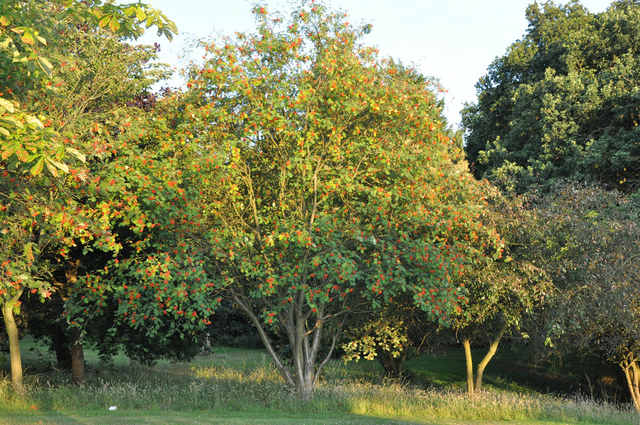 Sorbier des oiseaux - Sorbus aucuparia