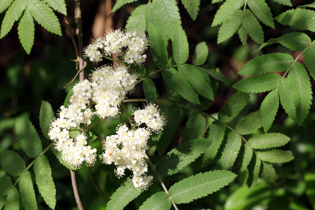 Fleurs de sorbier - Sorbus aucuparia