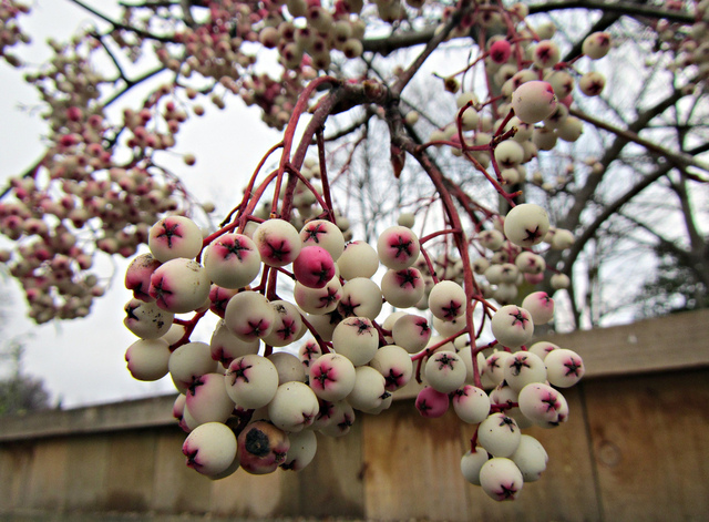 Sorbier - Sorbus aucuparia 'Pink Pagoda'