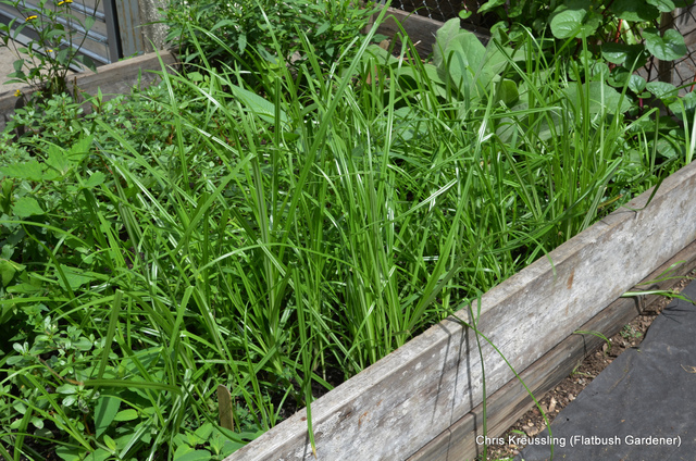 Souchet comestible au potager (au premier plan)