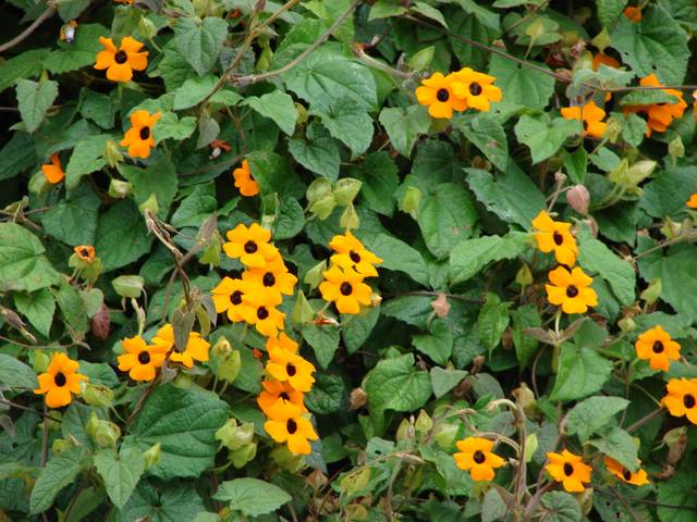 Suzanne aux yeux noirs (thunbergia alata)