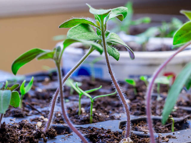 Jeunes plants issus d'un semis de tomates