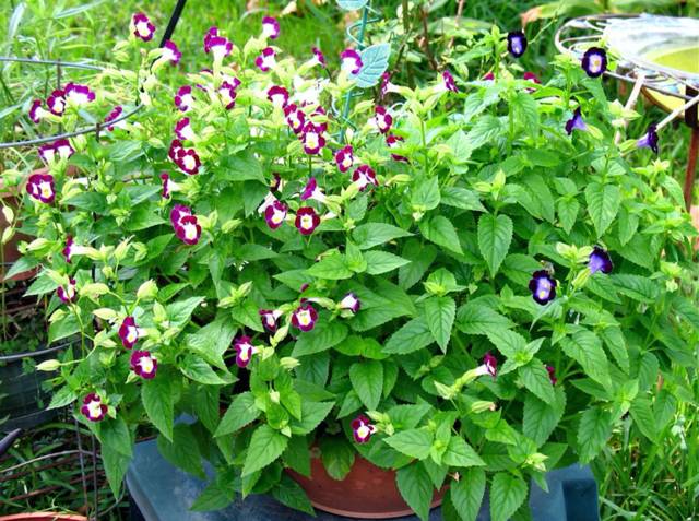 Torenia en pot