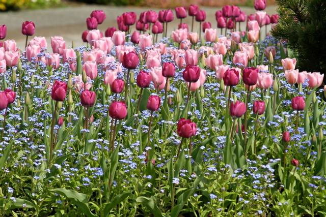 Massif de tulipes et myosotis