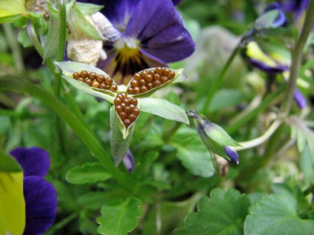 Graines de violas (pensées)