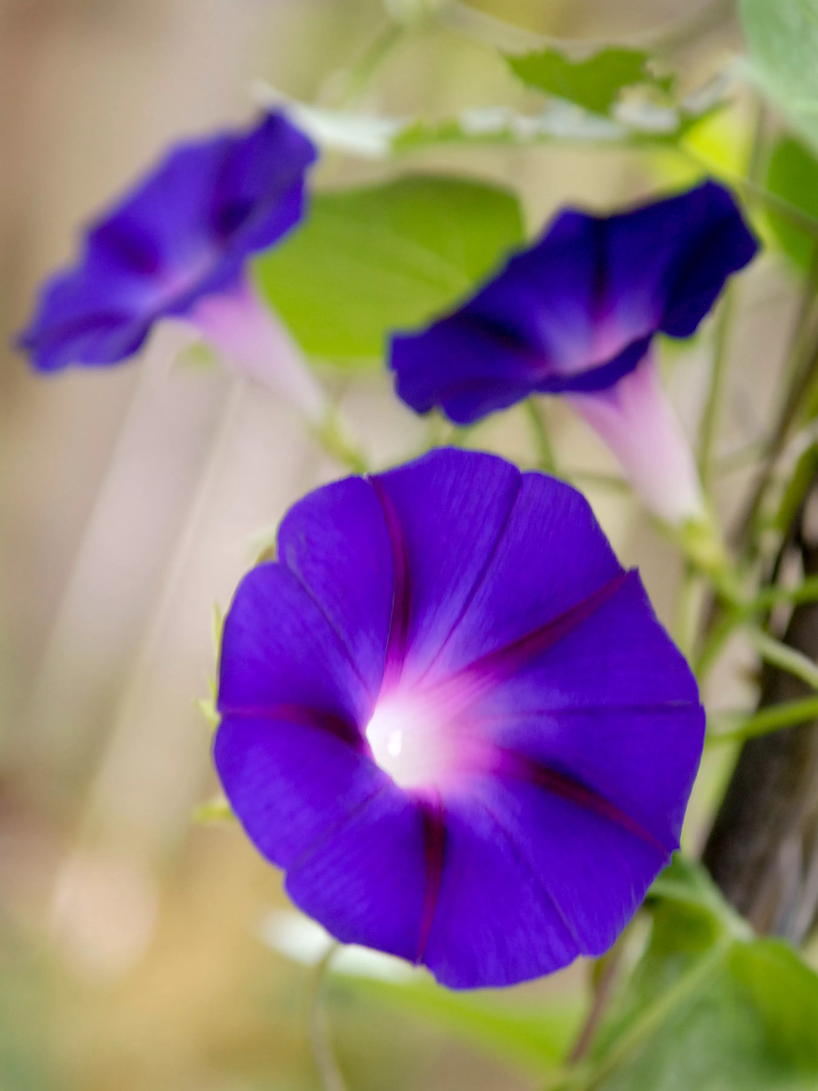 Fleur de gloire du matin violette