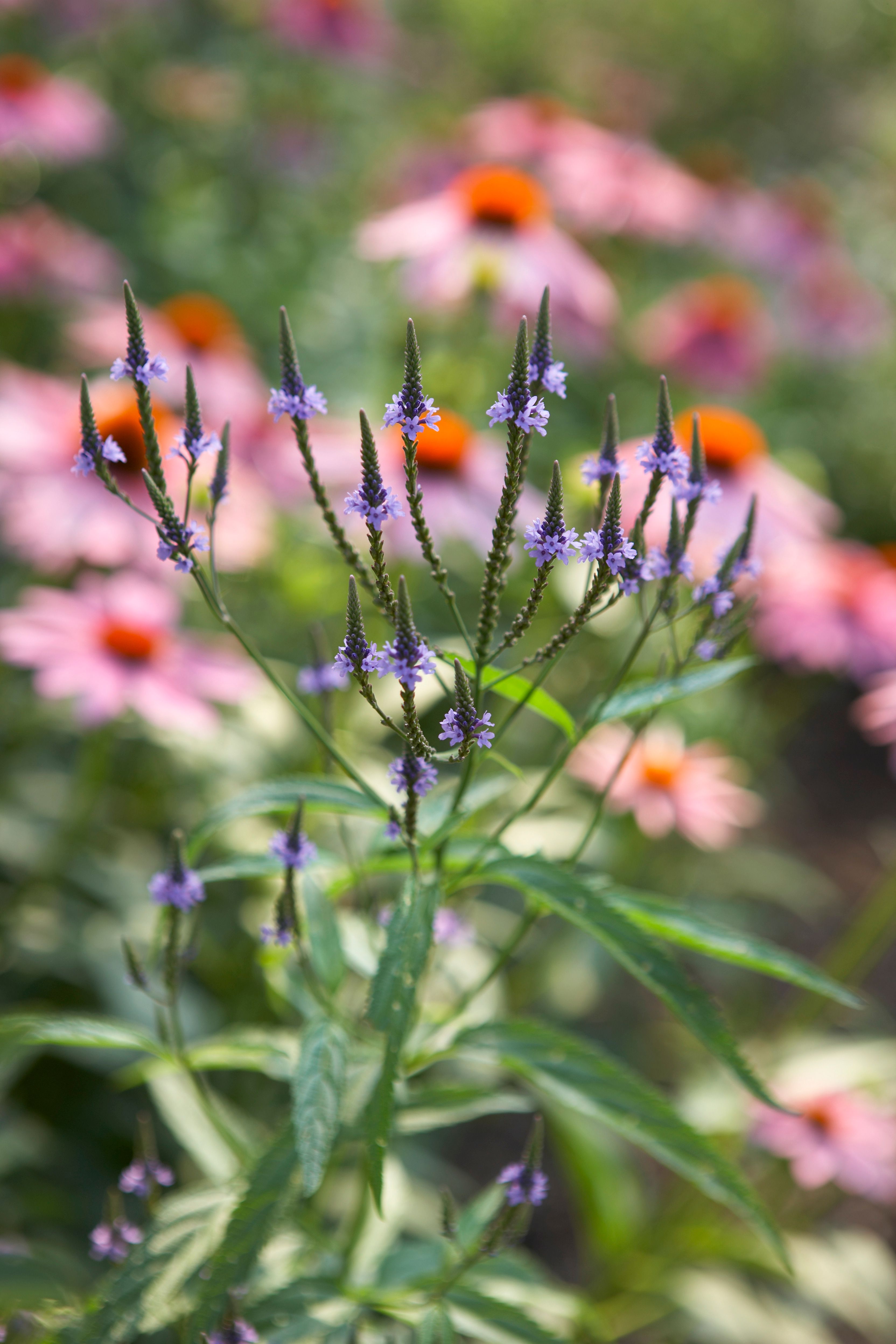 Verveine bleue en gros plan