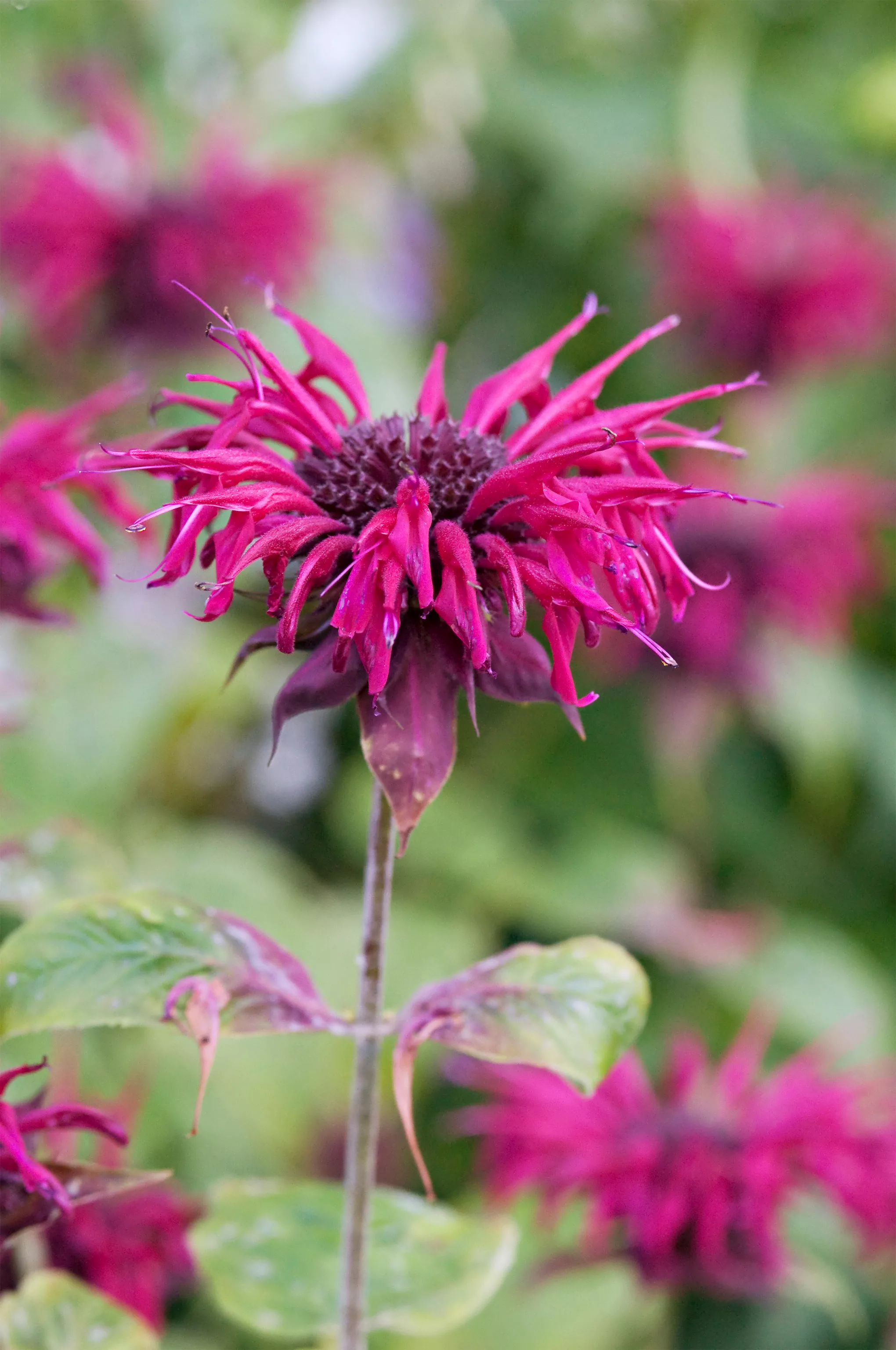 Fleur rose dans le jardin