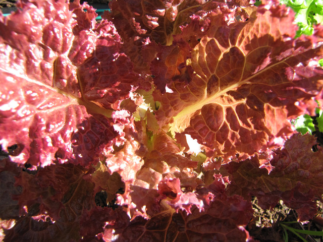 Laitue à couper 'Lollo Rossa'