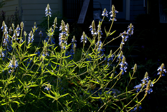 Salvia uliginosa