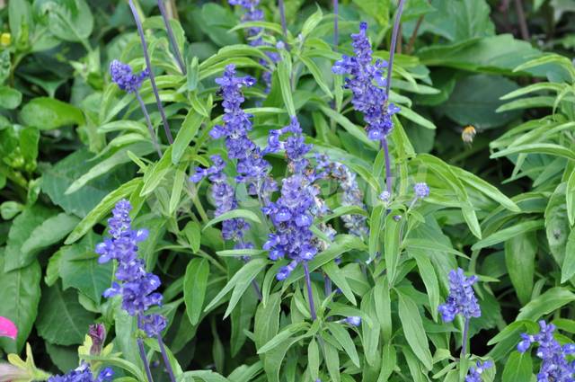 Sauge farineuse, Salvia farinacea ‘Rhea’