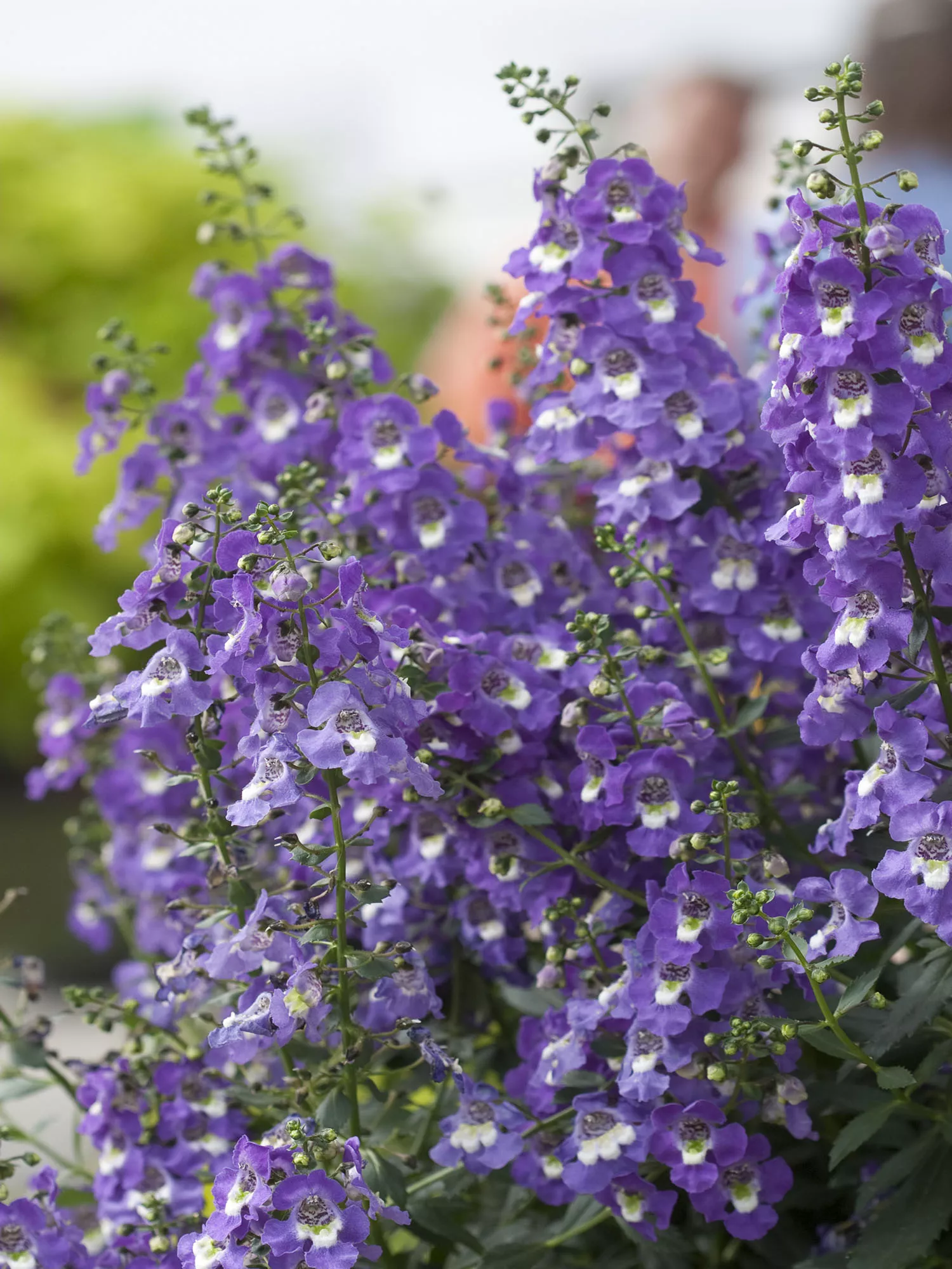 Archangel Purple Angelonia