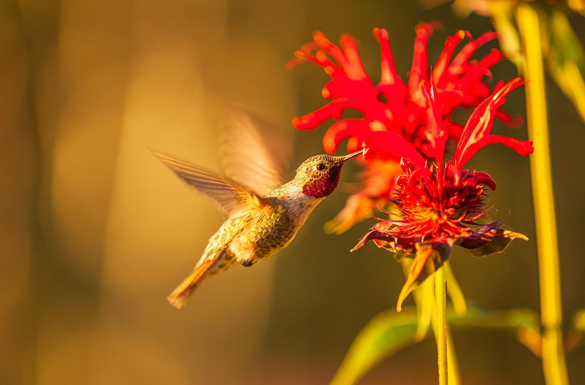 Attirez les colibris avec ces 15 fleurs éblouissantes