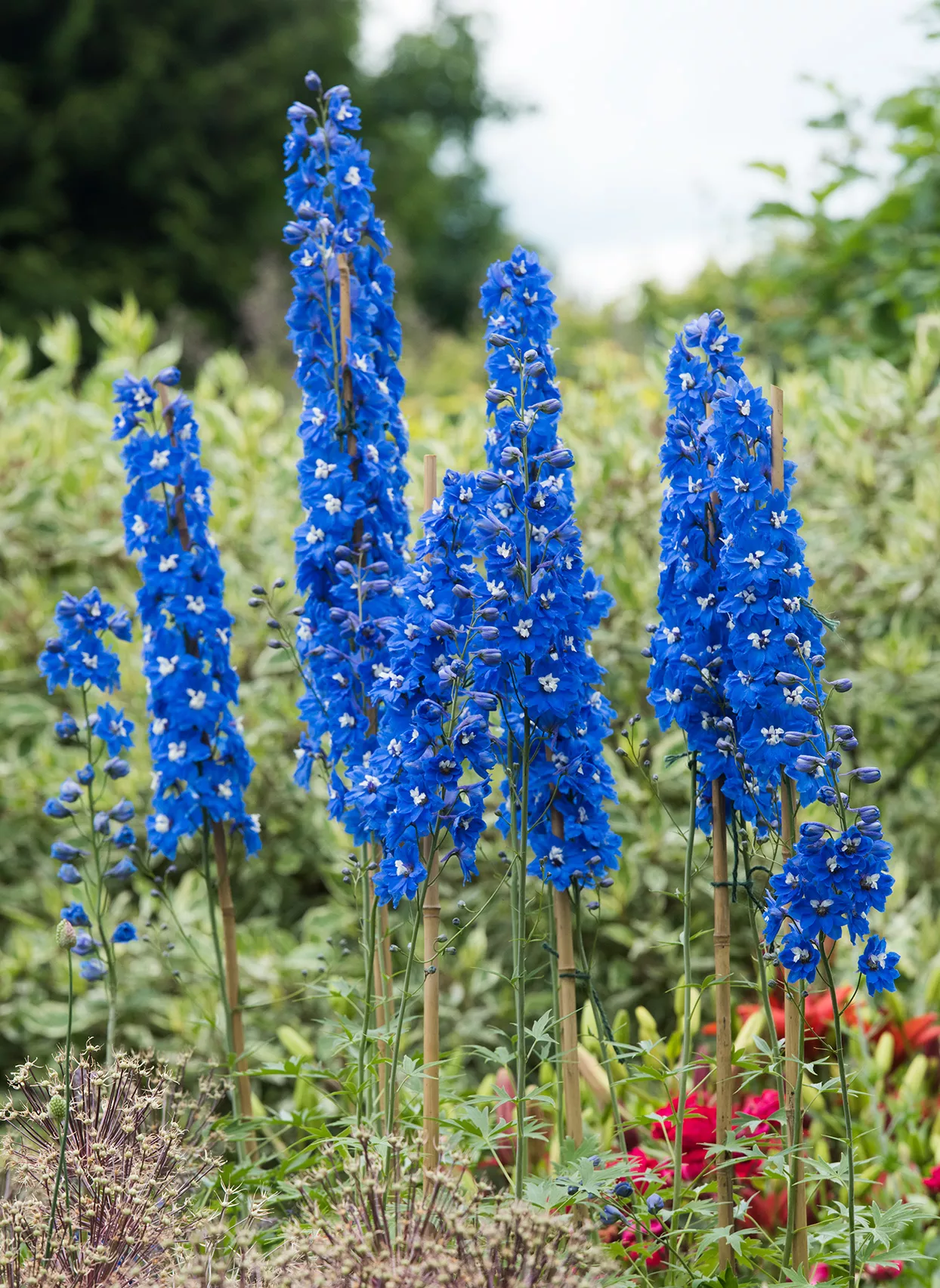 fleurs de delphinium bleu dans un jardin