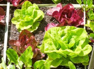 Choisir les meilleures variétés de salades pour votre potager