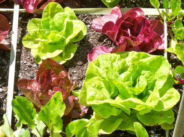 Choisir les meilleures variétés de salades pour votre potager