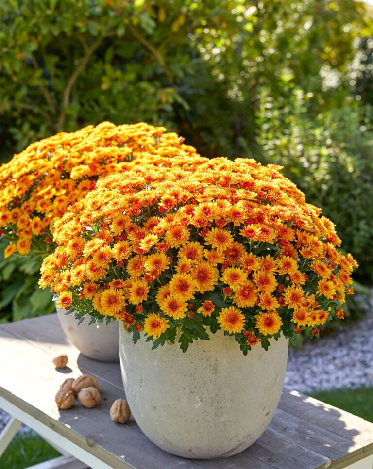 Cinq variétés de chrysanthèmes pour embellir votre jardin