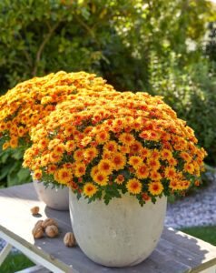 Cinq variétés de chrysanthèmes pour sublimer votre jardin