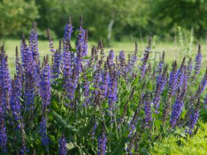 Conseils pour cultiver des sauges d'ornement au jardin