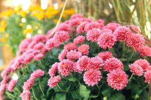 Conseils pour tailler vos chrysanthèmes et obtenir de belles fleurs