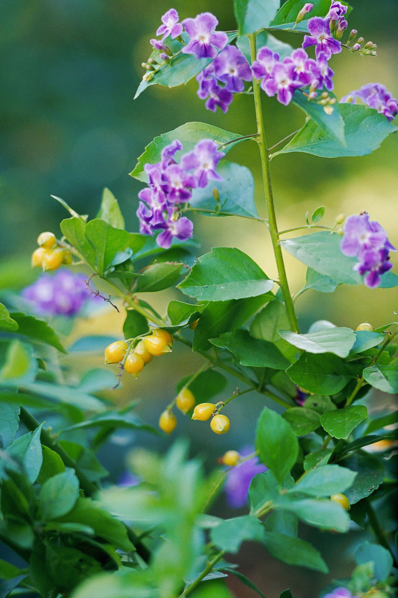 Cultiver la Duranta : Un Bijou Tropical pour Votre Jardin