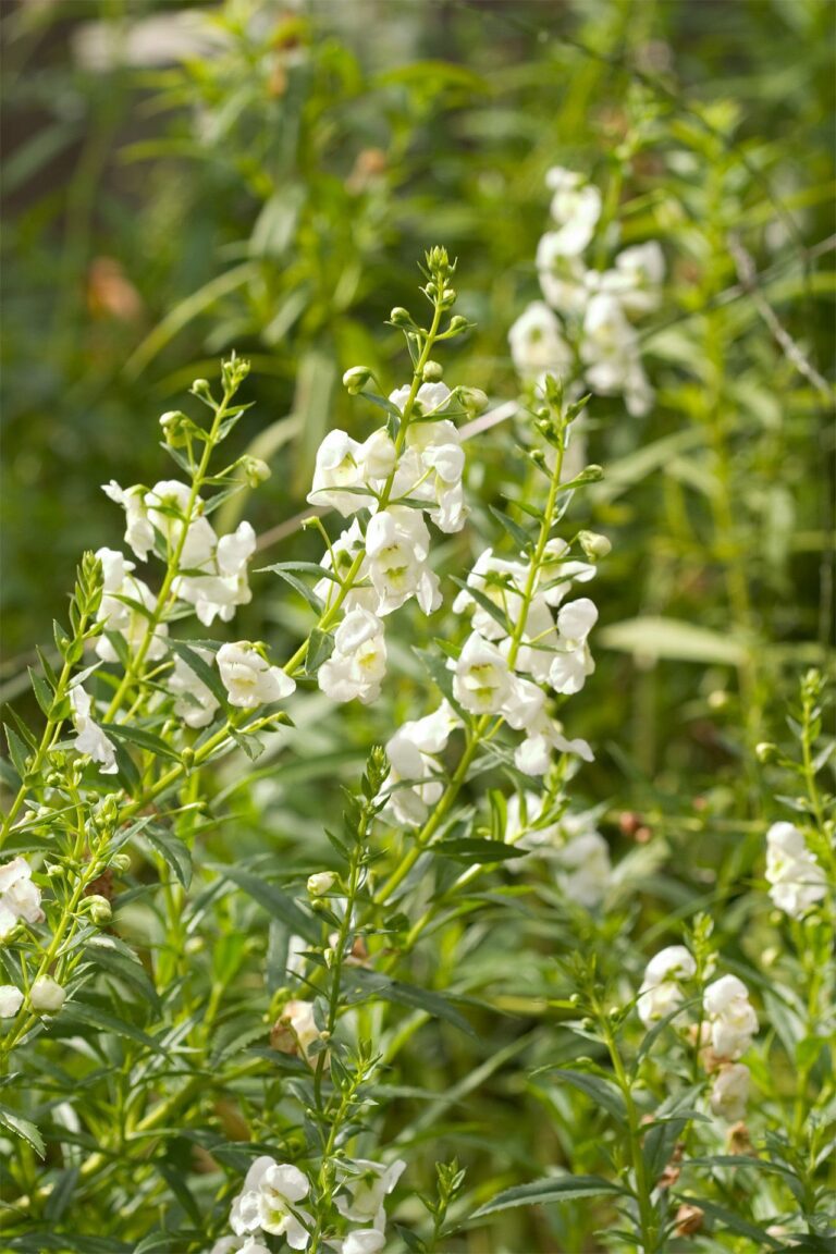 Cultivez l'Angelonia : une touche de couleur estivale