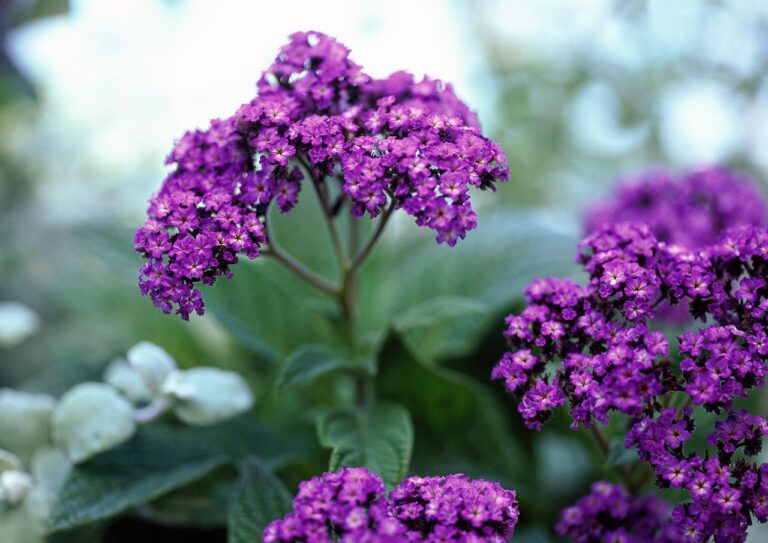 Cultivez l'héliotrope : fleurs parfumées pour votre jardin