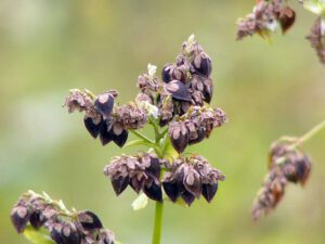 Cultivez le sarrasin : une céréale et un engrais vert au jardin