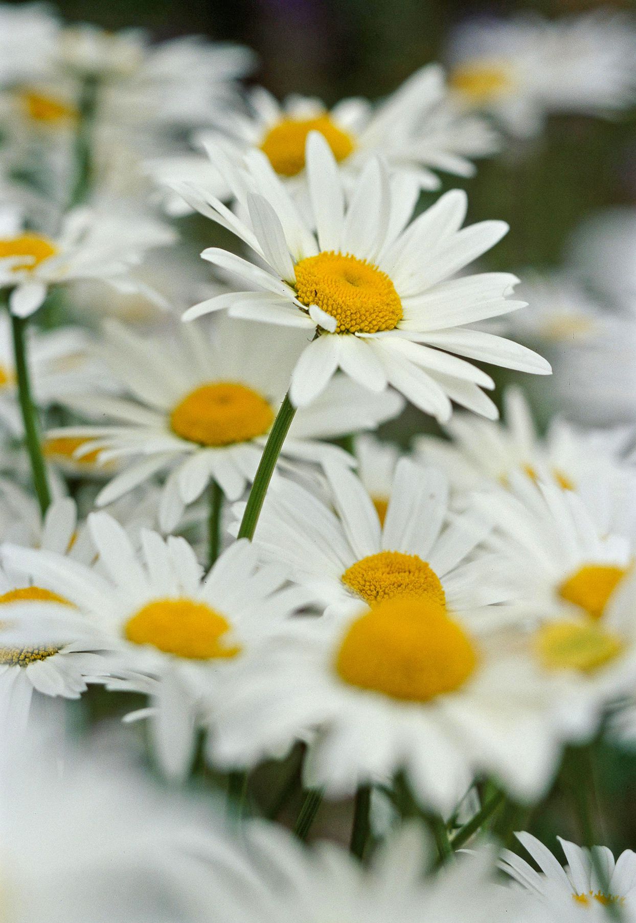 Daisies : Choisir les meilleures variétés à cultiver dans votre jardin