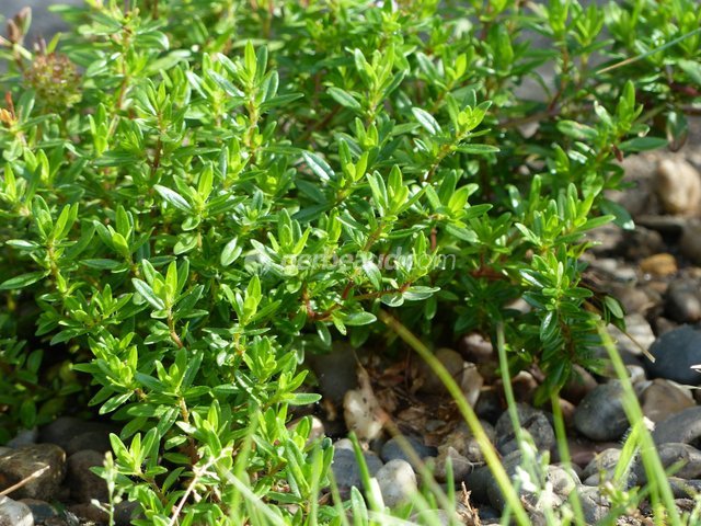 Découvrez la sarriette, une plante aromatique méditerranéenne