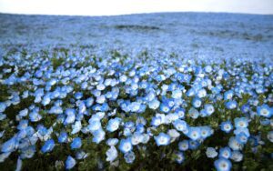 Des millions de fleurs bleues éclosent dans un parc japonais