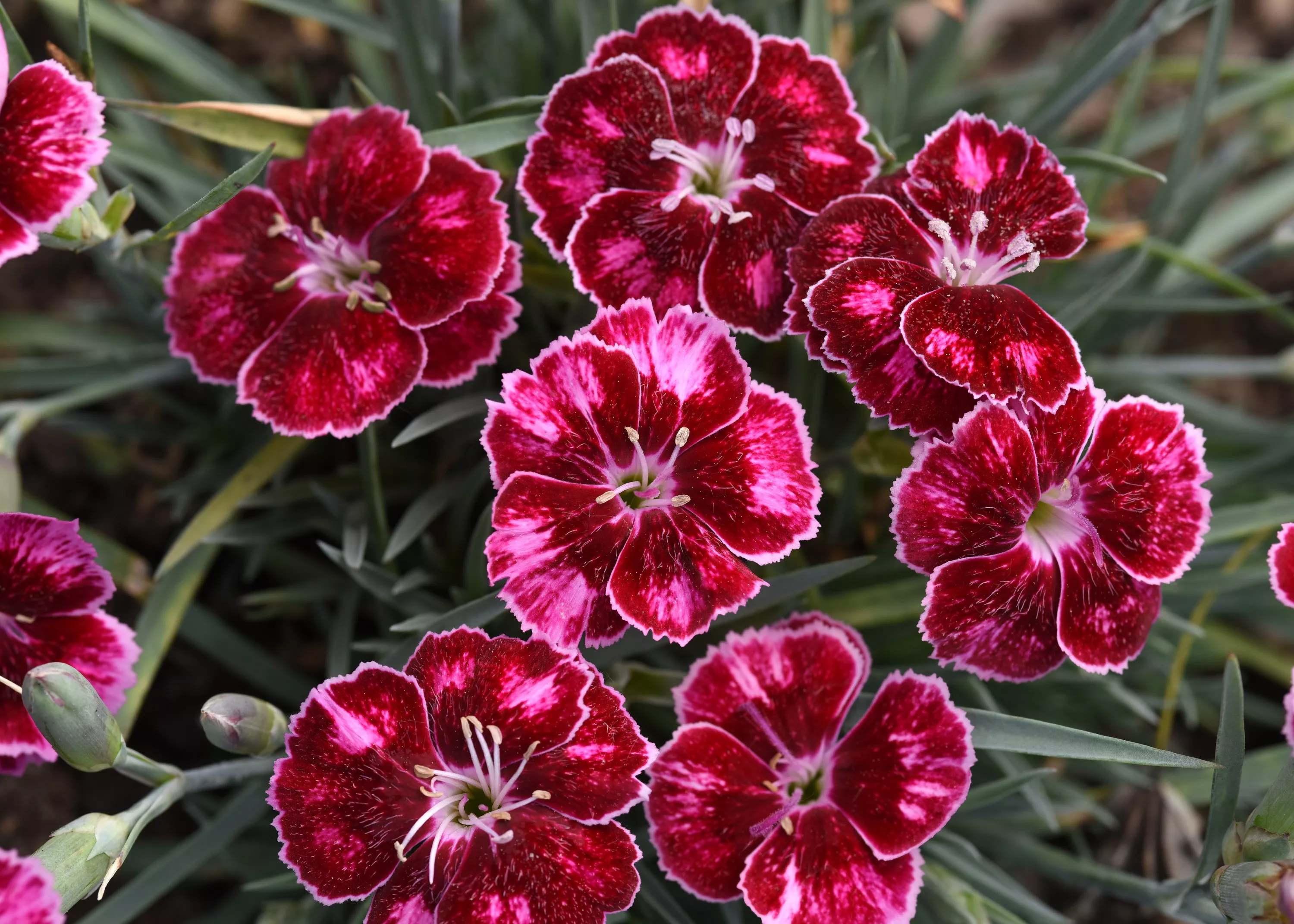 fleurs de dianthus Mountain Frost Ruby Glitter en gros plan