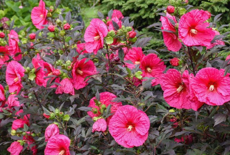 Fleurs d'été éclatantes pour égayer votre jardin