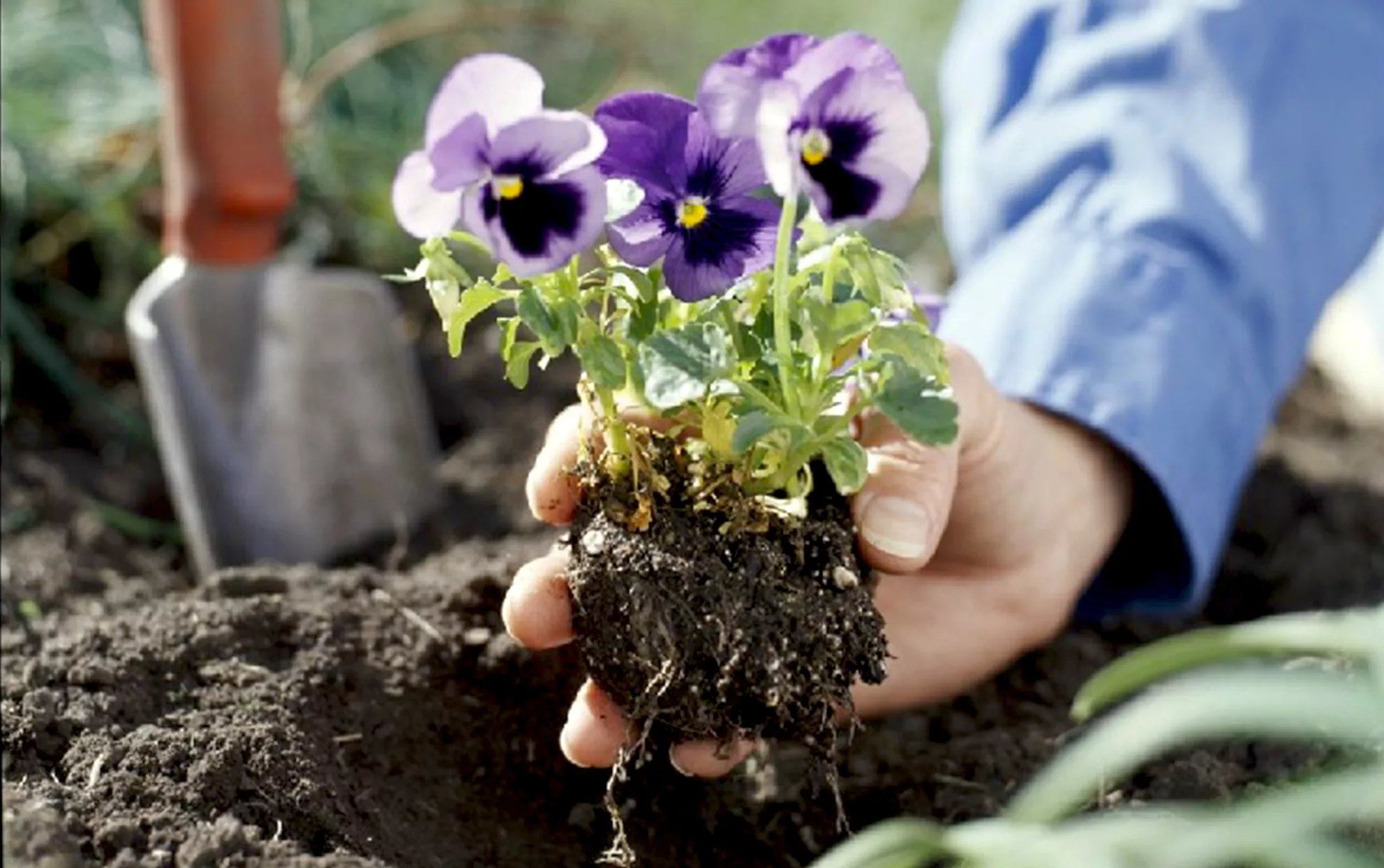 Gros plan d'une personne plantant une pensée