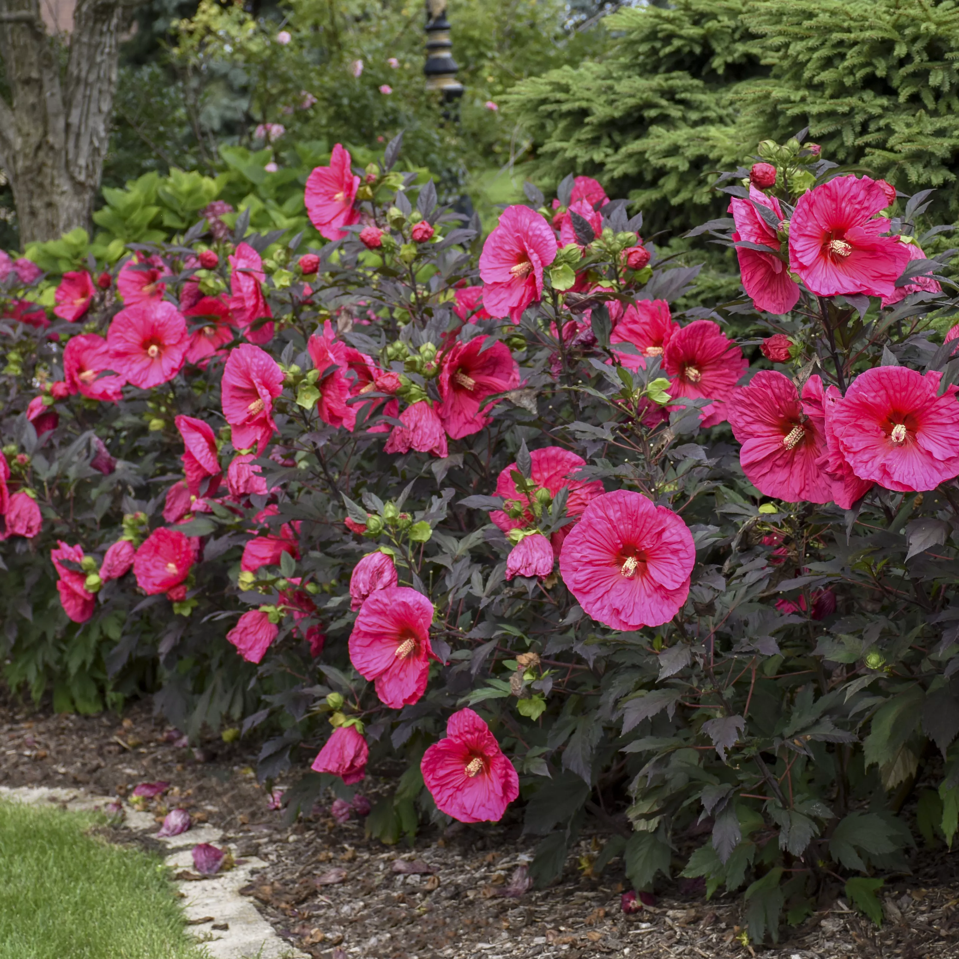 Hibiscus Evening Rose