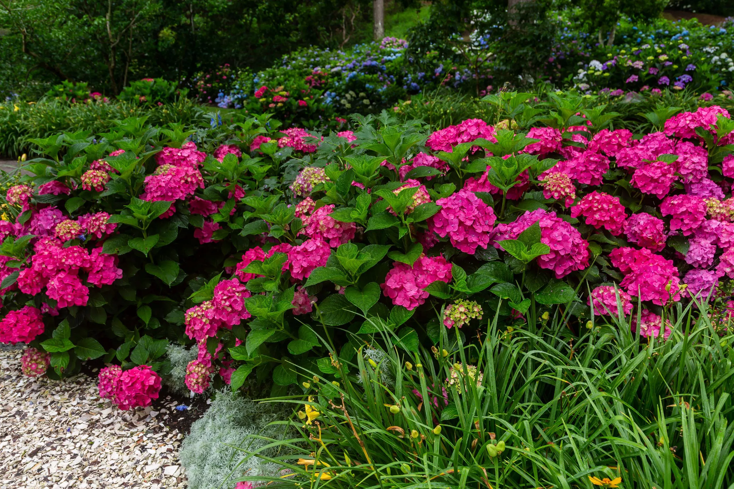 hydrangea endless summer summer crush in bloom in a garden