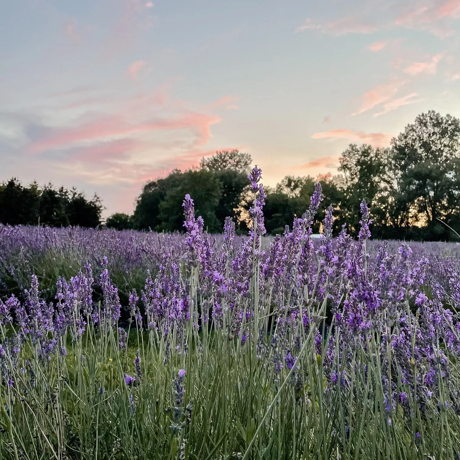 champ de lavande