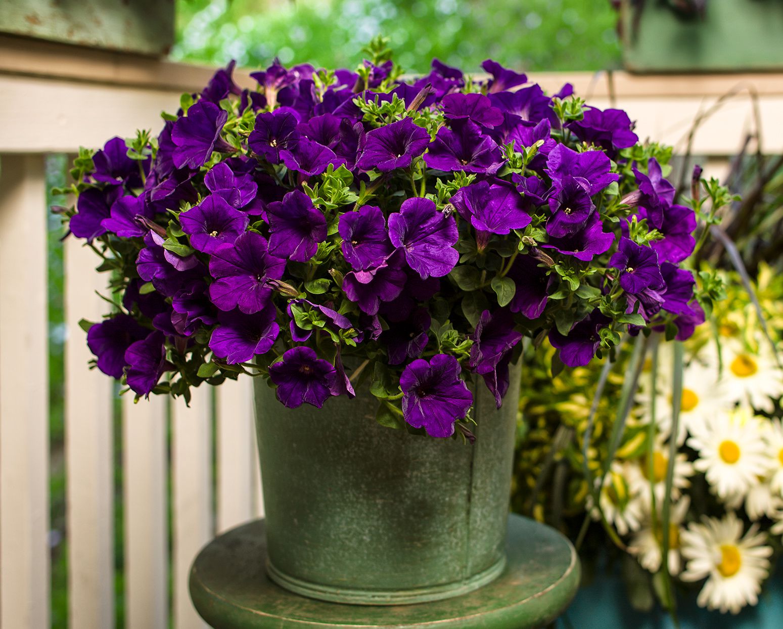 La pétunia Royal Velvet : l'étoile de votre jardin !