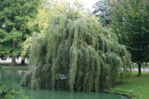 Le charme mélancolique du saule pleureur dans votre jardin