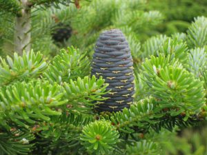 Le sapin, un incontournable des jardins et des fêtes de Noël