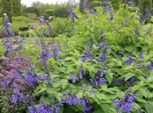 Les sauges arbustives : variétés colorées et floraison remarquable