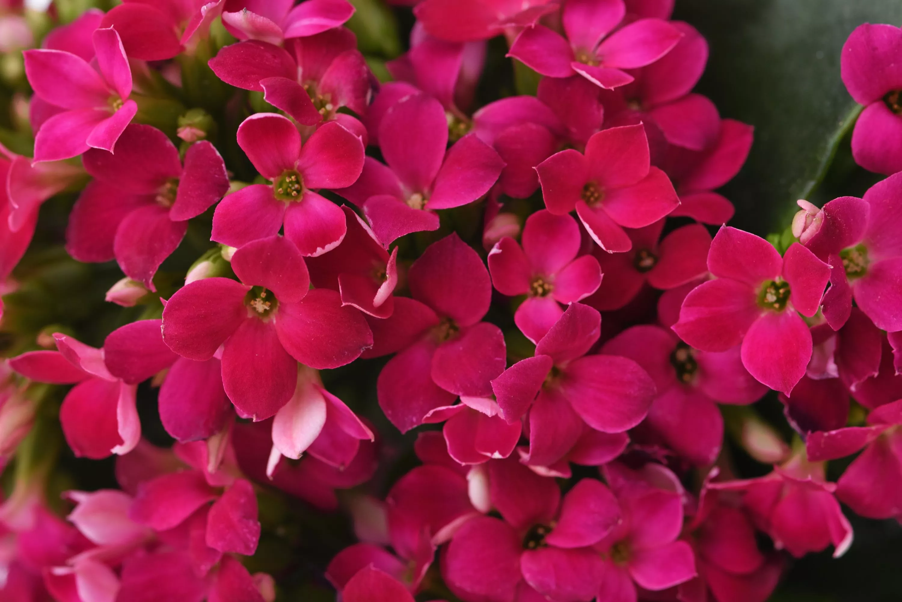 gros plan des fleurs de kalanchoe violet Mandala