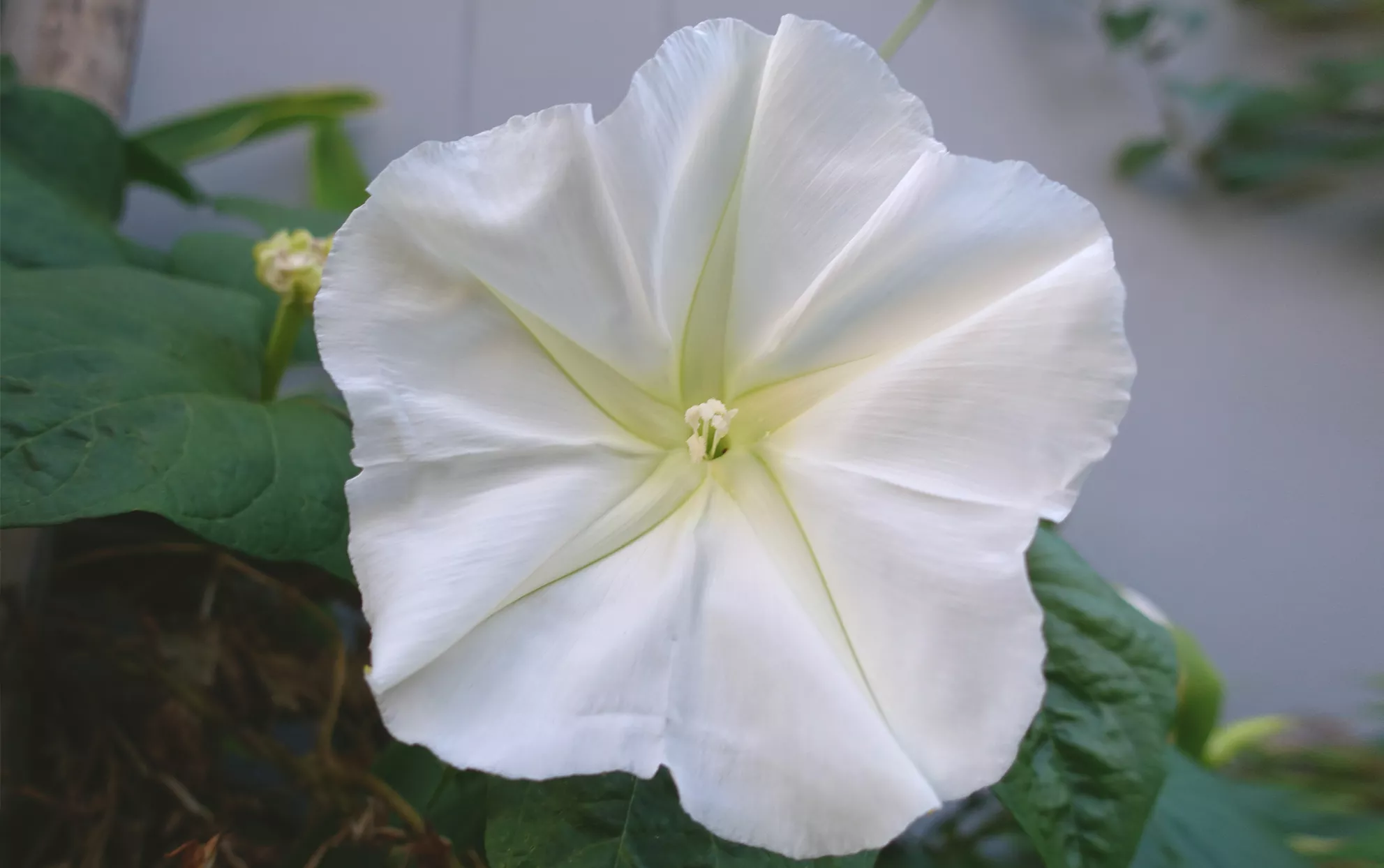 Fleur de lune blanche avec des feuilles